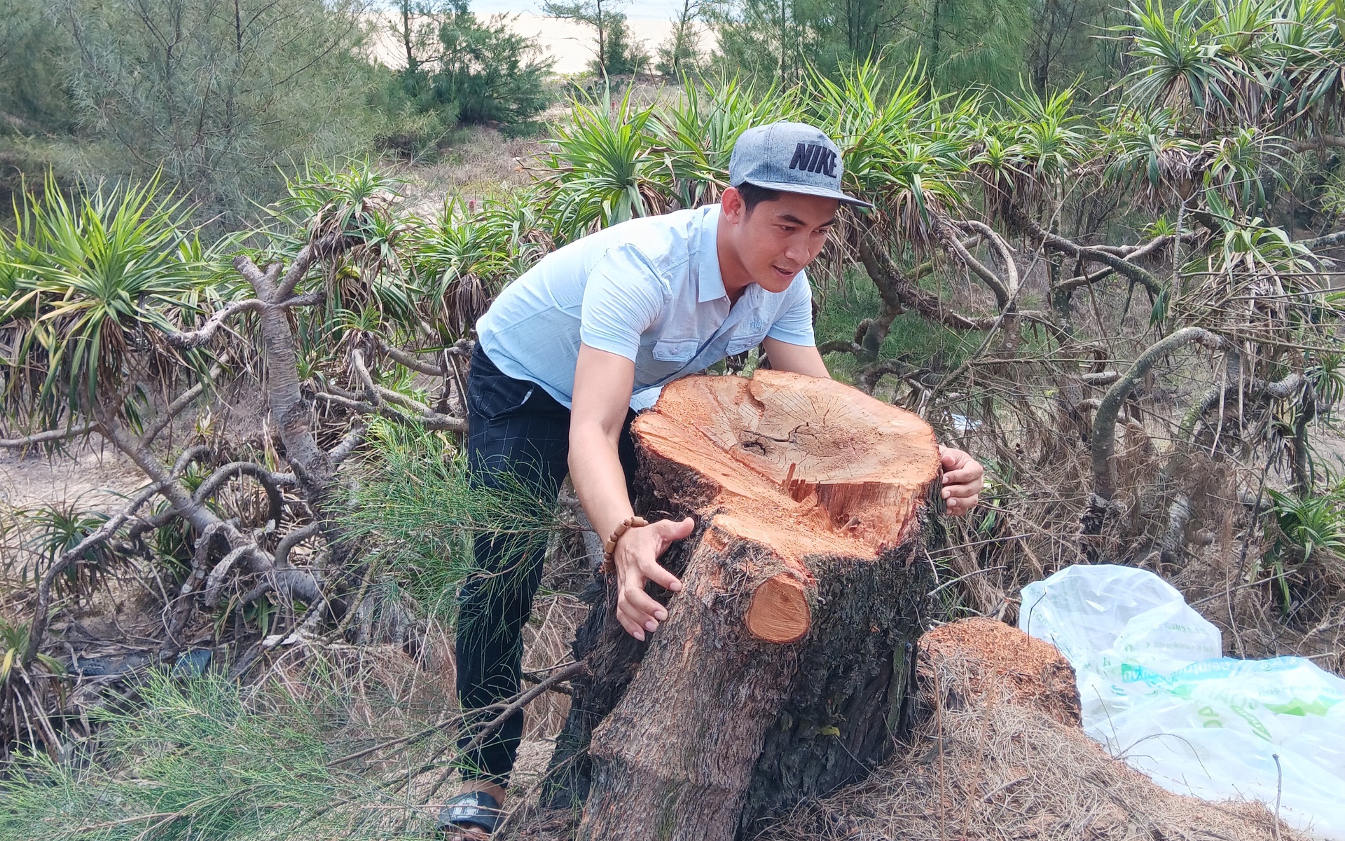 Làng biển Quảng Nam xót xa vì cây dương biểu tượng bị người lạ chặt hạ