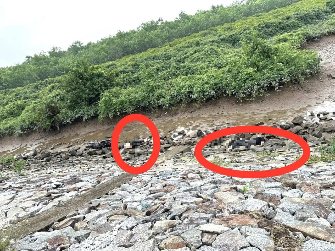 Bàng hoàng phát hiện thi thể 2 nam thanh niên trên tuyến đê Hữu Nghèn- Ảnh 1.