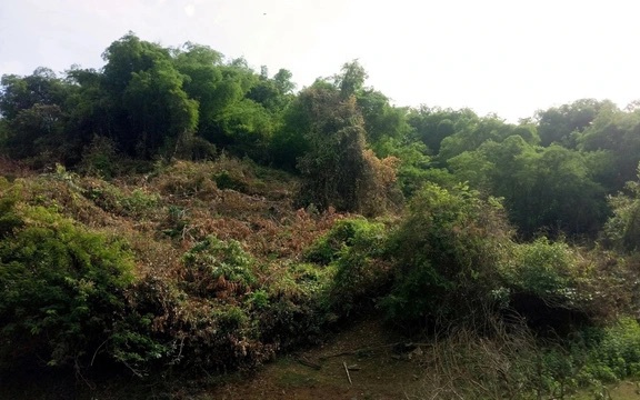 Thông tin mới vụ cựu bí thư huyện ở Bình Định thâu tóm 138,4 ha đất rừng