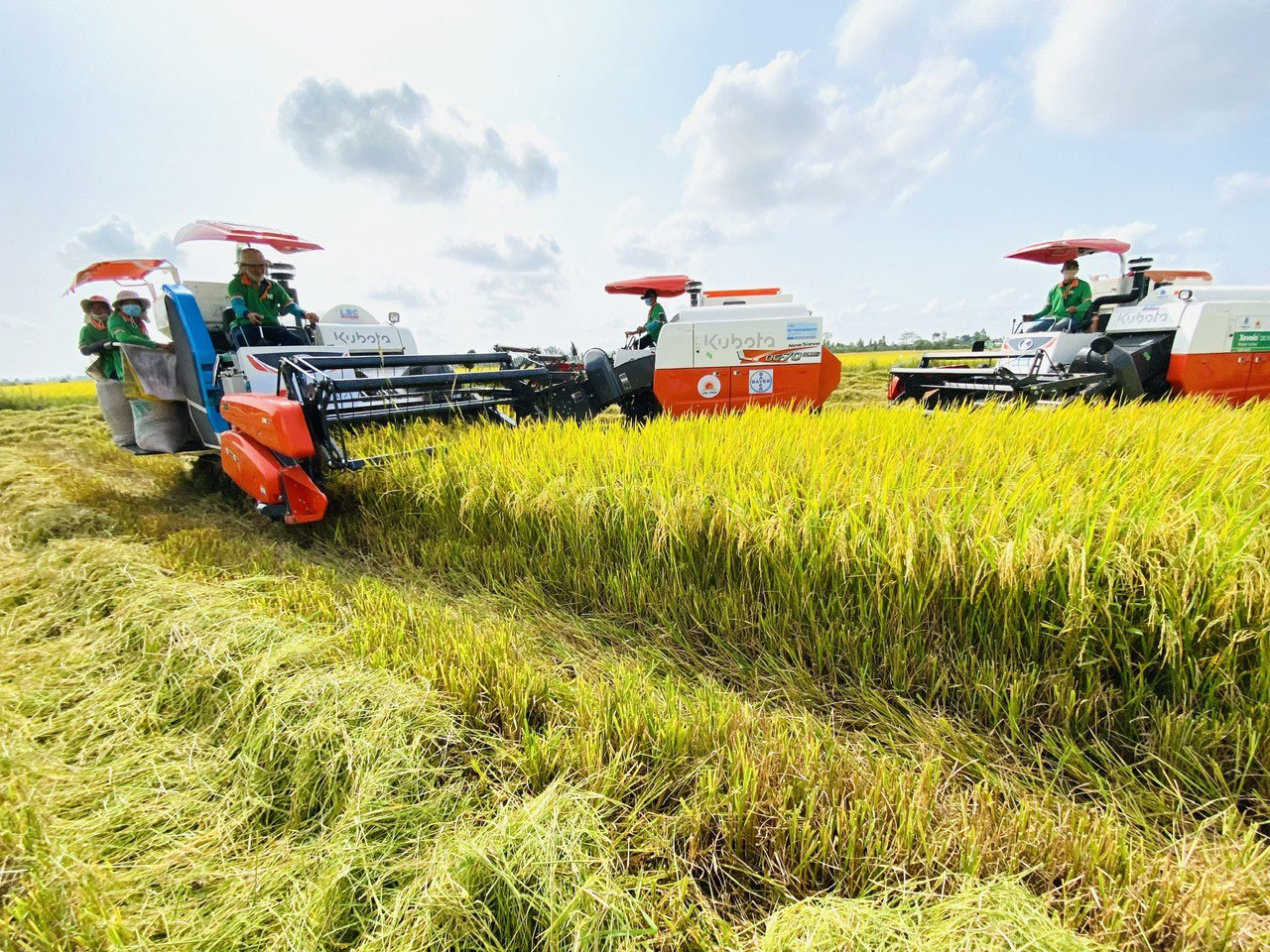 Canh t&aacute;c l&uacute;a được cơ giới h&oacute;a ở ĐBSCL Ảnh: NGỌC TRINH