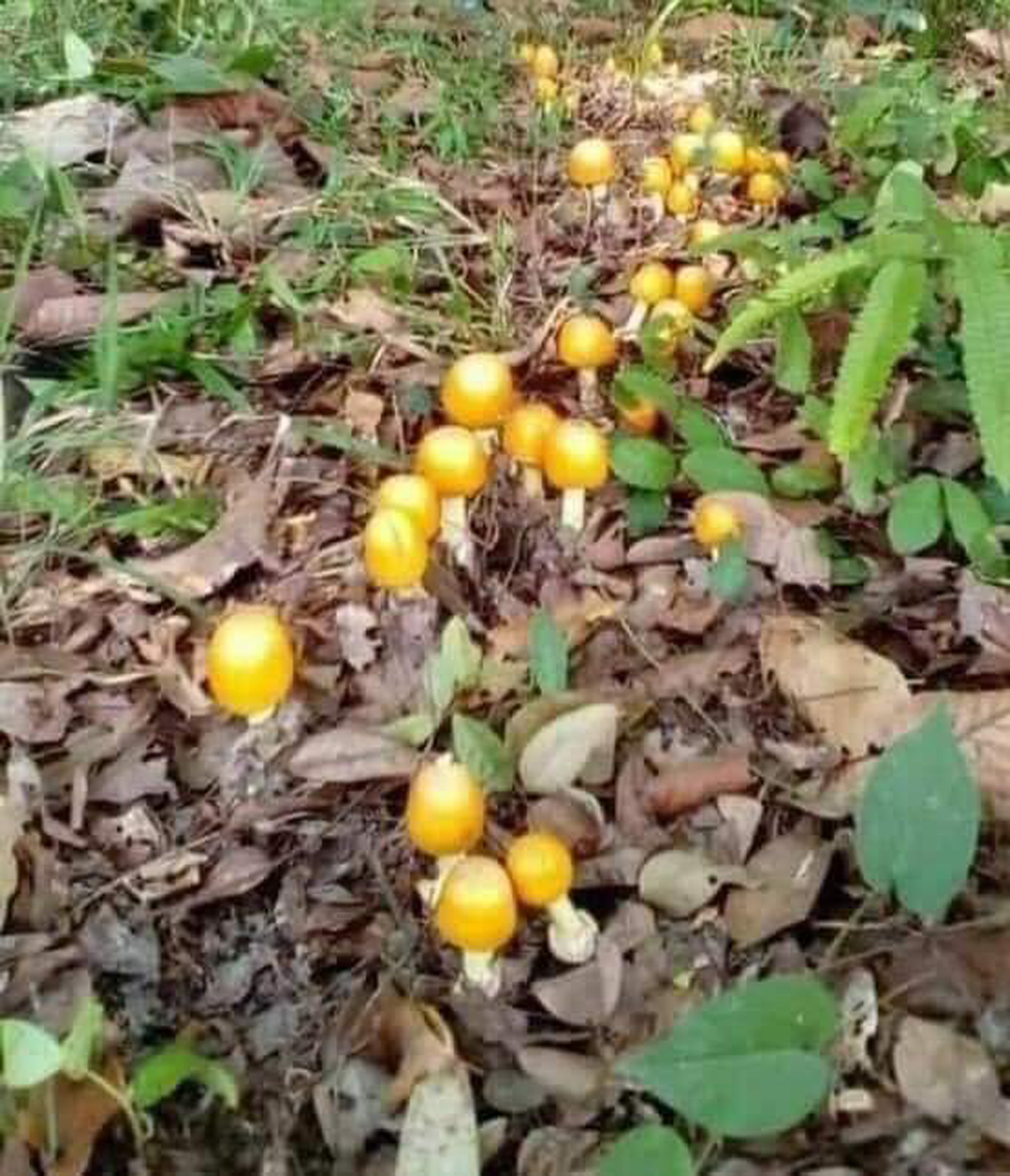 Lên xứ hoa hái nấm- Ảnh 2.