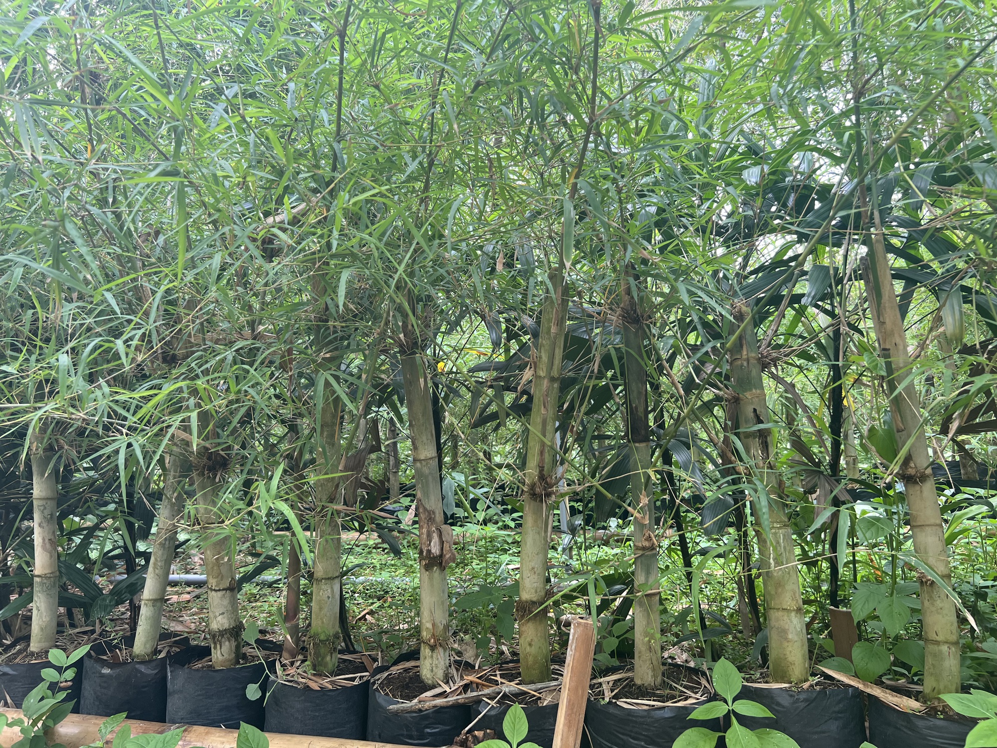 Kh&aacute;m ph&aacute; l&agrave;ng tre "c&oacute; một kh&ocirc;ng hai" của Việt Nam- Ảnh 4.