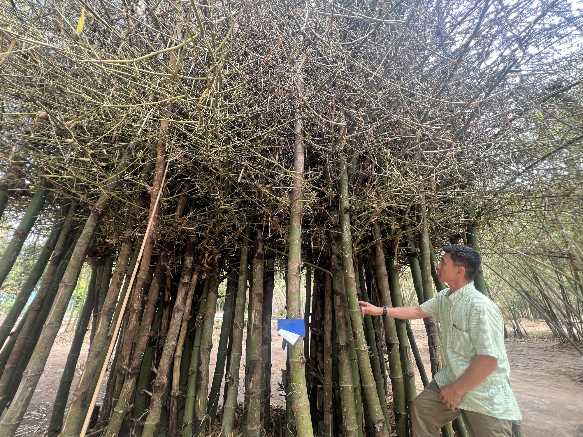 Kh&aacute;m ph&aacute; l&agrave;ng tre "c&oacute; một kh&ocirc;ng hai" của Việt Nam- Ảnh 8.