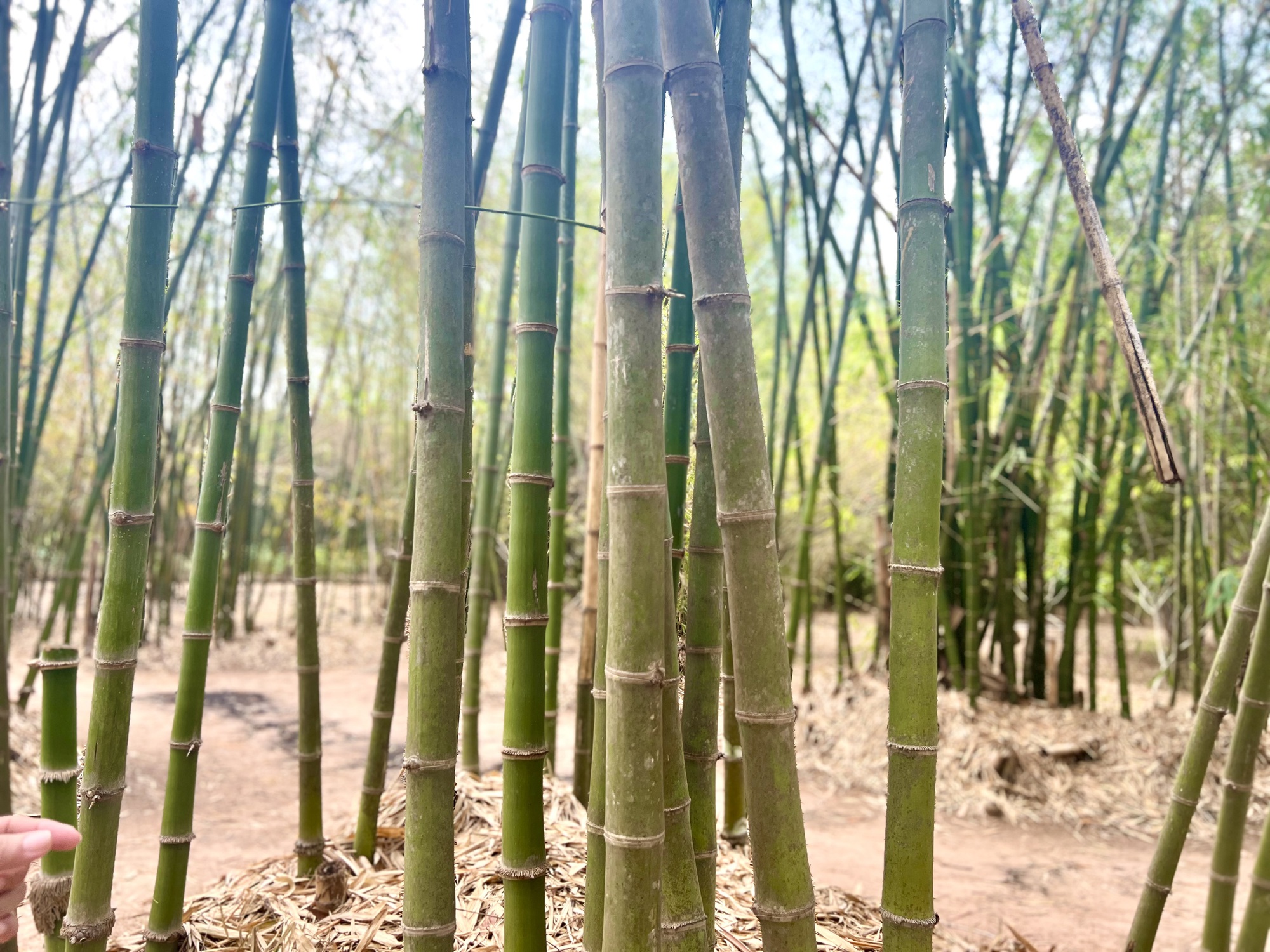 Kh&aacute;m ph&aacute; l&agrave;ng tre "c&oacute; một kh&ocirc;ng hai" của Việt Nam- Ảnh 7.
