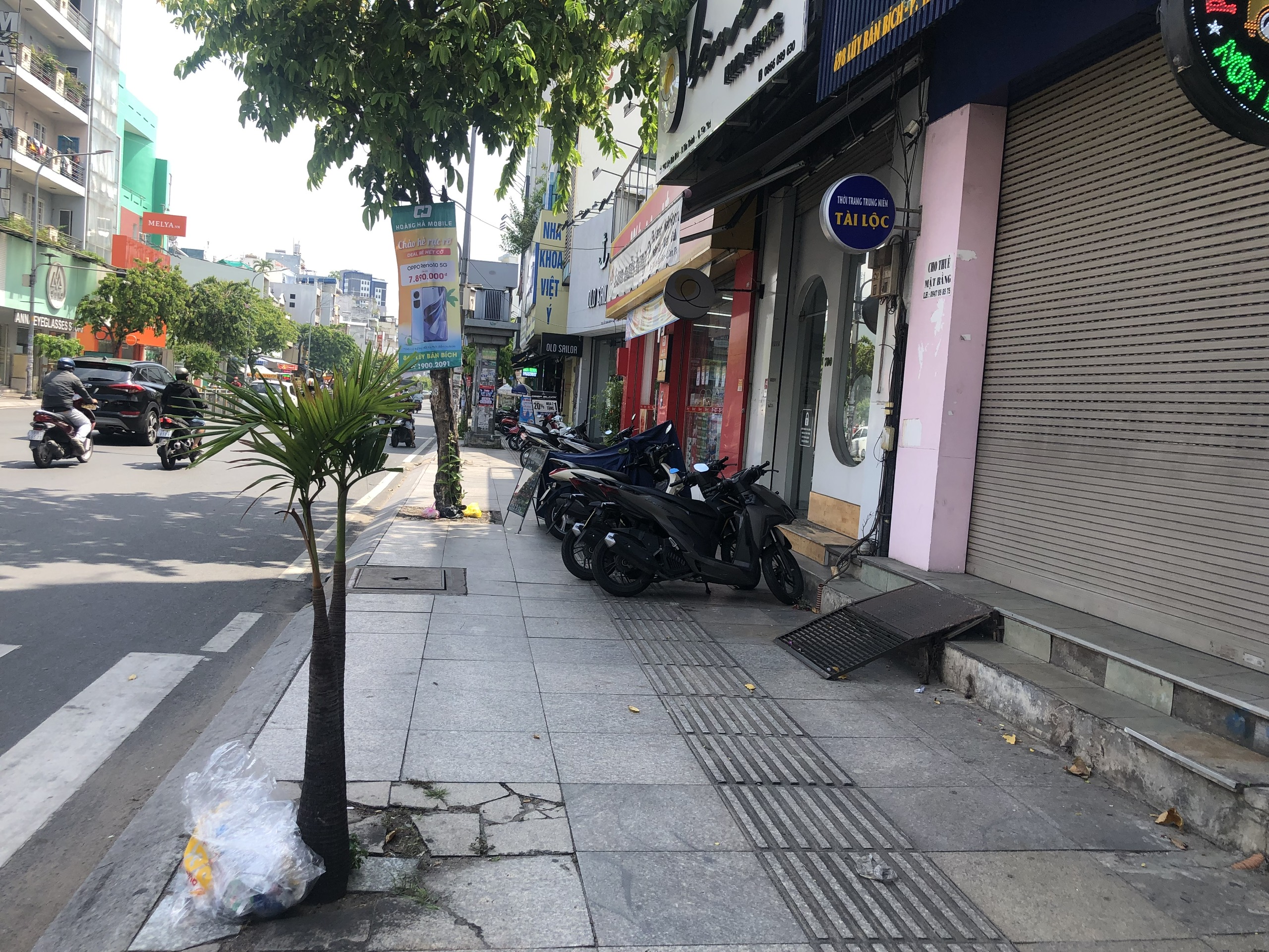 Phát hiện cây mọc “hoang” trên vỉa hè Lũy Bán Bích, quận Tân Phú- Ảnh 1.