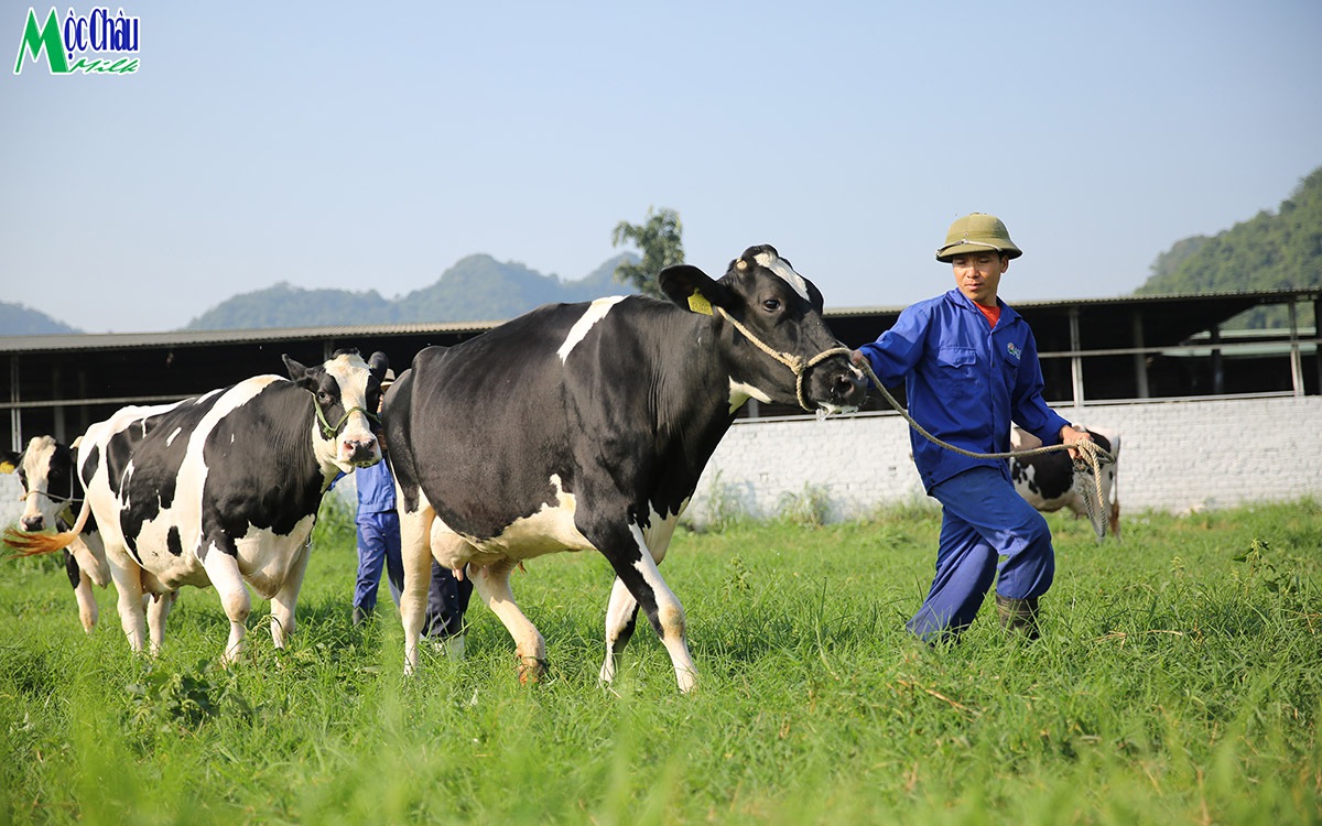 Công ty sữa lâu đời nhất Việt Nam sắp lên sàn chứng khoán