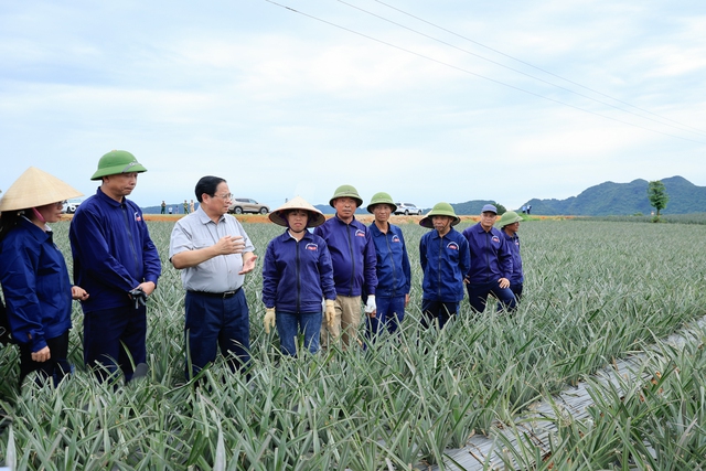 Thủ tướng thăm c&ocirc;ng nh&acirc;n l&agrave;m việc tr&ecirc;n c&aacute;nh đồng dứa- Ảnh 1.