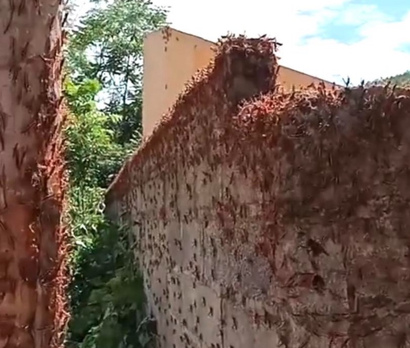 Đàn châu chấu dày đặc bất ngờ
