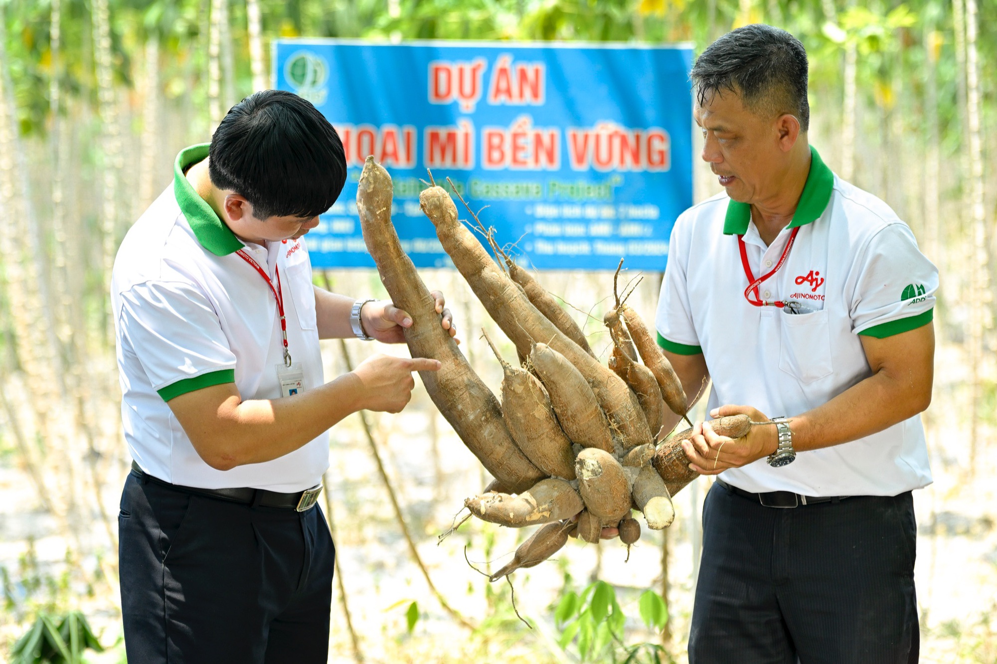 Ứng dụng kĩ thuật canh t&aacute;c mới từ Ajinomoto, năng suất khoai m&igrave; tăng mạnh l&ecirc;n 40 tấn/ha- Ảnh 2.