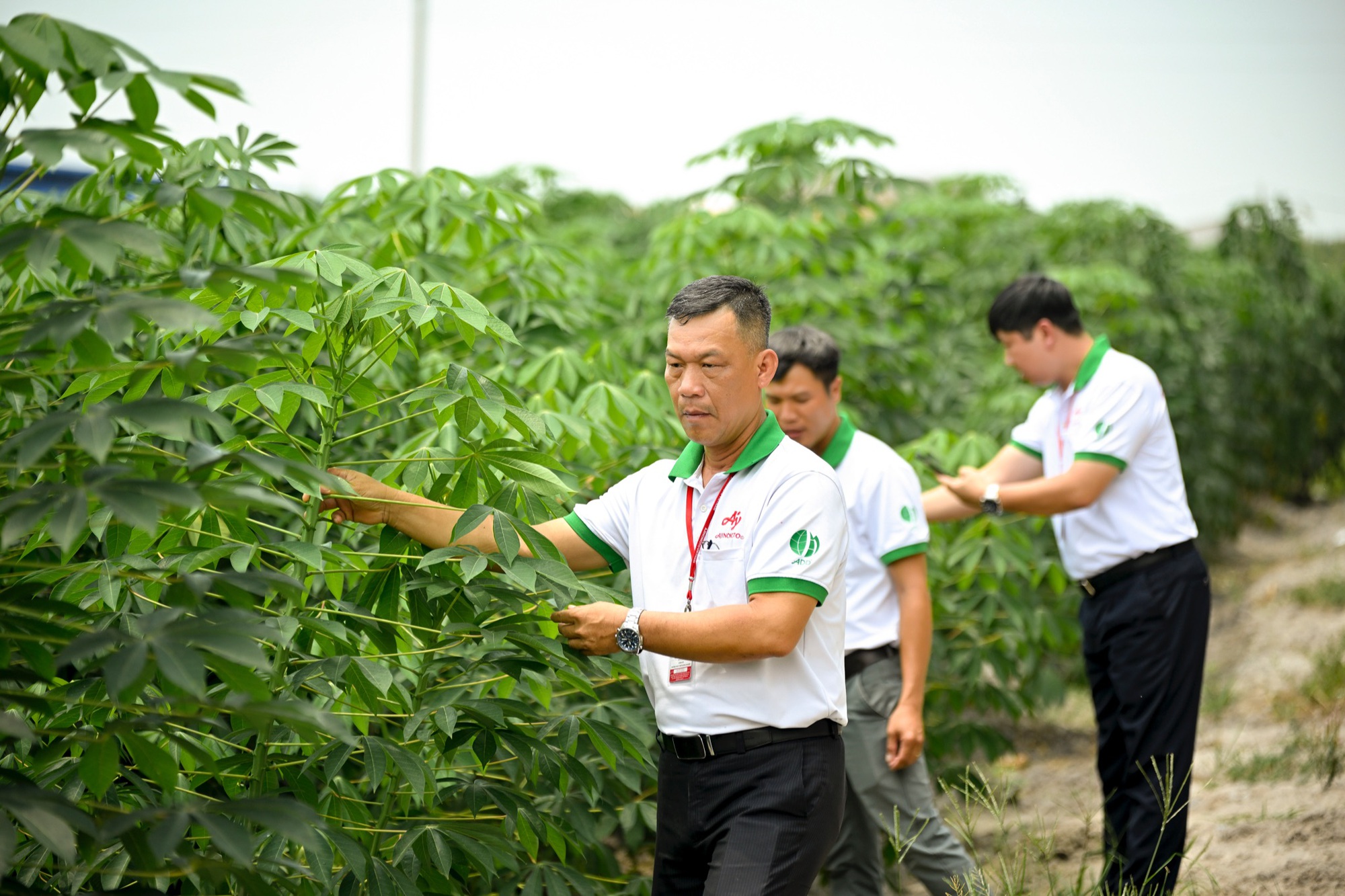 Ứng dụng kĩ thuật canh t&aacute;c mới từ Ajinomoto, năng suất khoai m&igrave; tăng mạnh l&ecirc;n 40 tấn/ha- Ảnh 3.