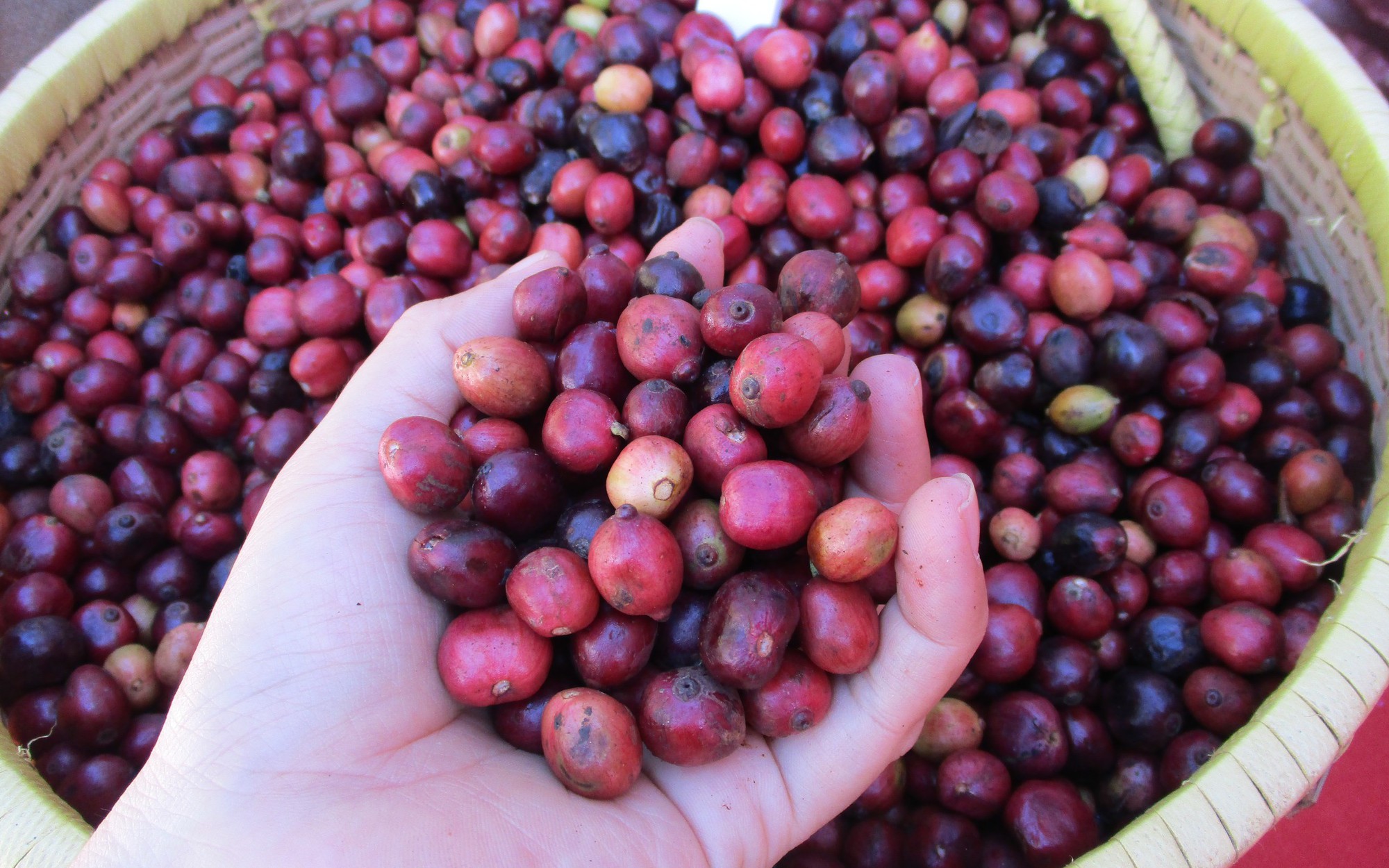 Cà phê đang “rớt giá khủng khiếp”