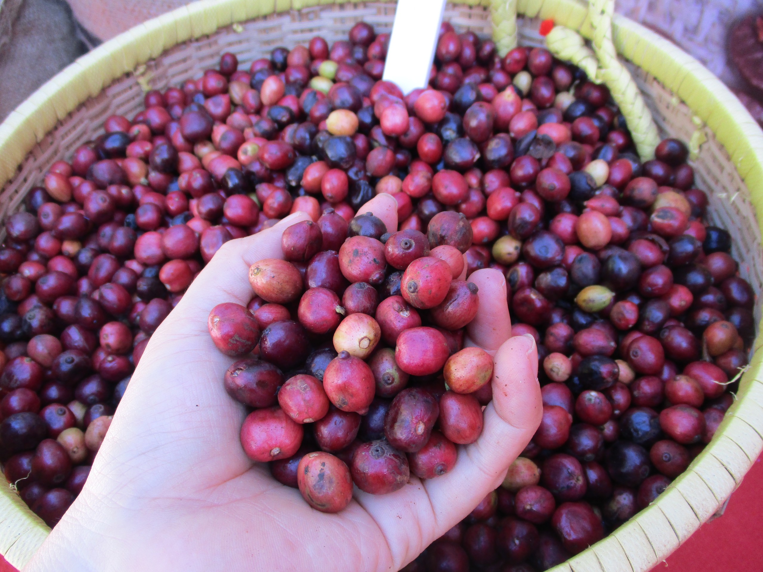 C&agrave; ph&ecirc; đang &ldquo;rớt gi&aacute; khủng khiếp&rdquo;- Ảnh 1.