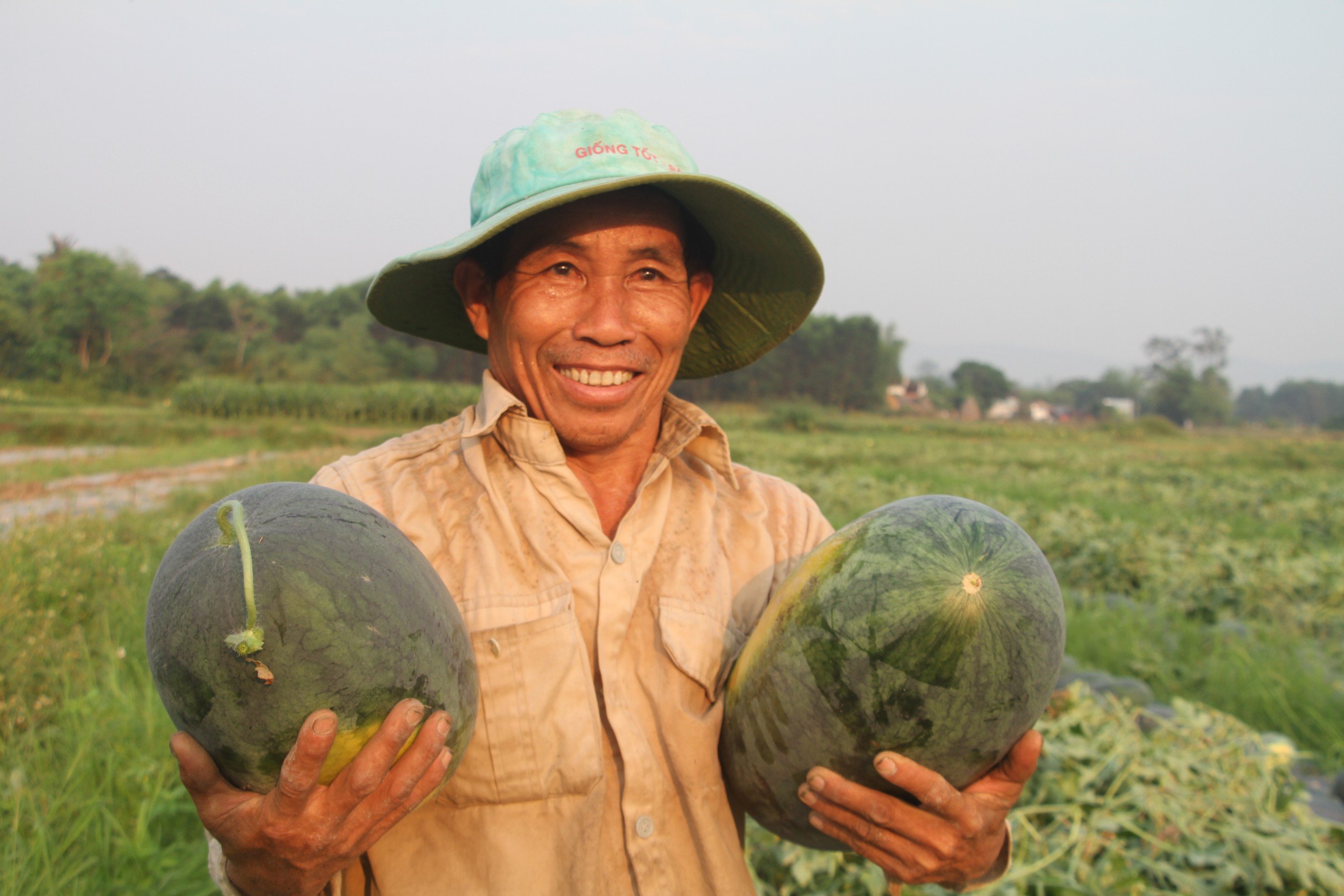 Dưa hấu được m&ugrave;a được gi&aacute;, n&ocirc;ng d&acirc;n Quảng Nam "tr&uacute;ng lớn"- Ảnh 2.