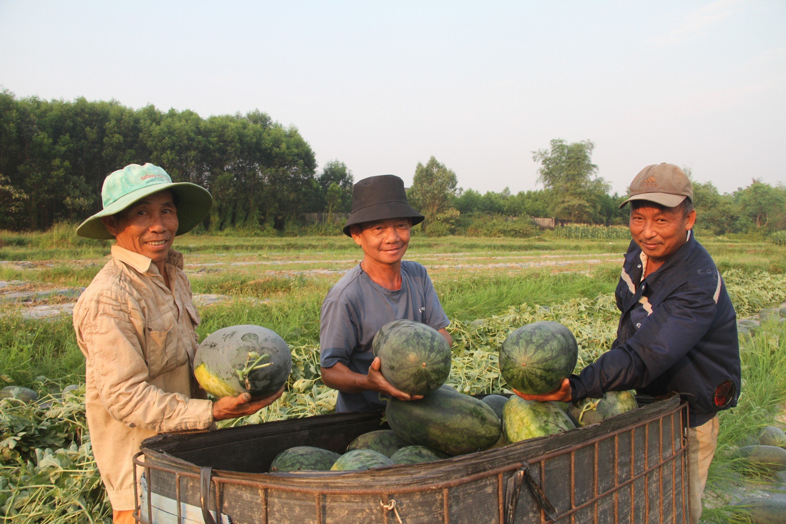 Dưa hấu được m&ugrave;a được gi&aacute;, n&ocirc;ng d&acirc;n Quảng Nam "tr&uacute;ng lớn"- Ảnh 1.