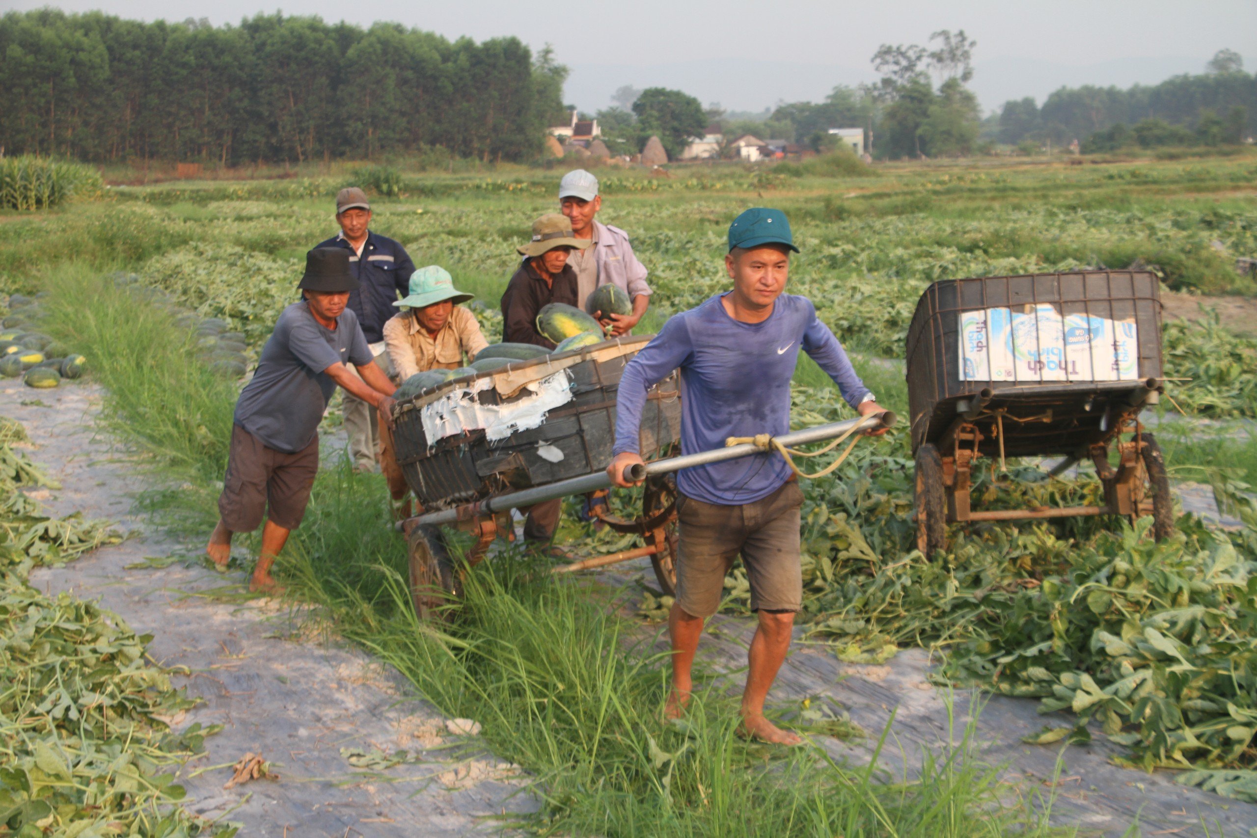 Dưa hấu được m&ugrave;a được gi&aacute;, n&ocirc;ng d&acirc;n Quảng Nam "tr&uacute;ng lớn"- Ảnh 4.