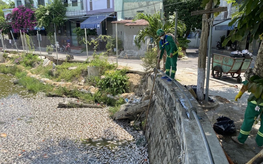 Cá chết nổi trắng hồ điều hòa giữa trung tâm TP Quy Nhơn