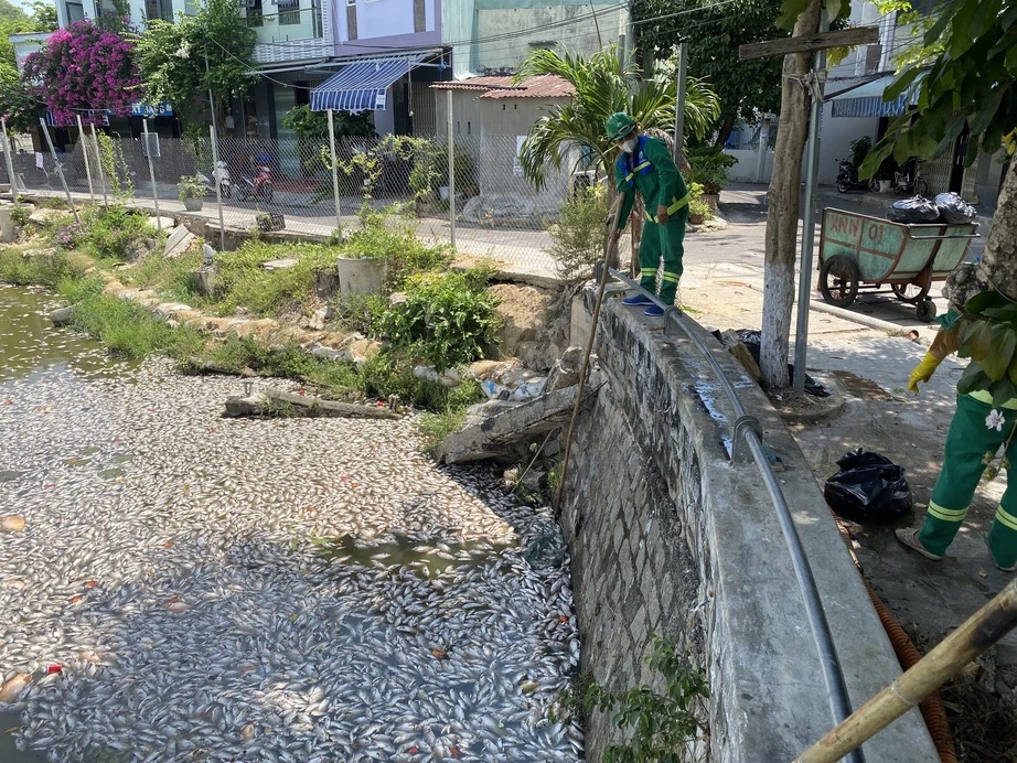 Cá chết nổi trắng hồ điều hòa giữa trung tâm TP Quy Nhơn- Ảnh 1.