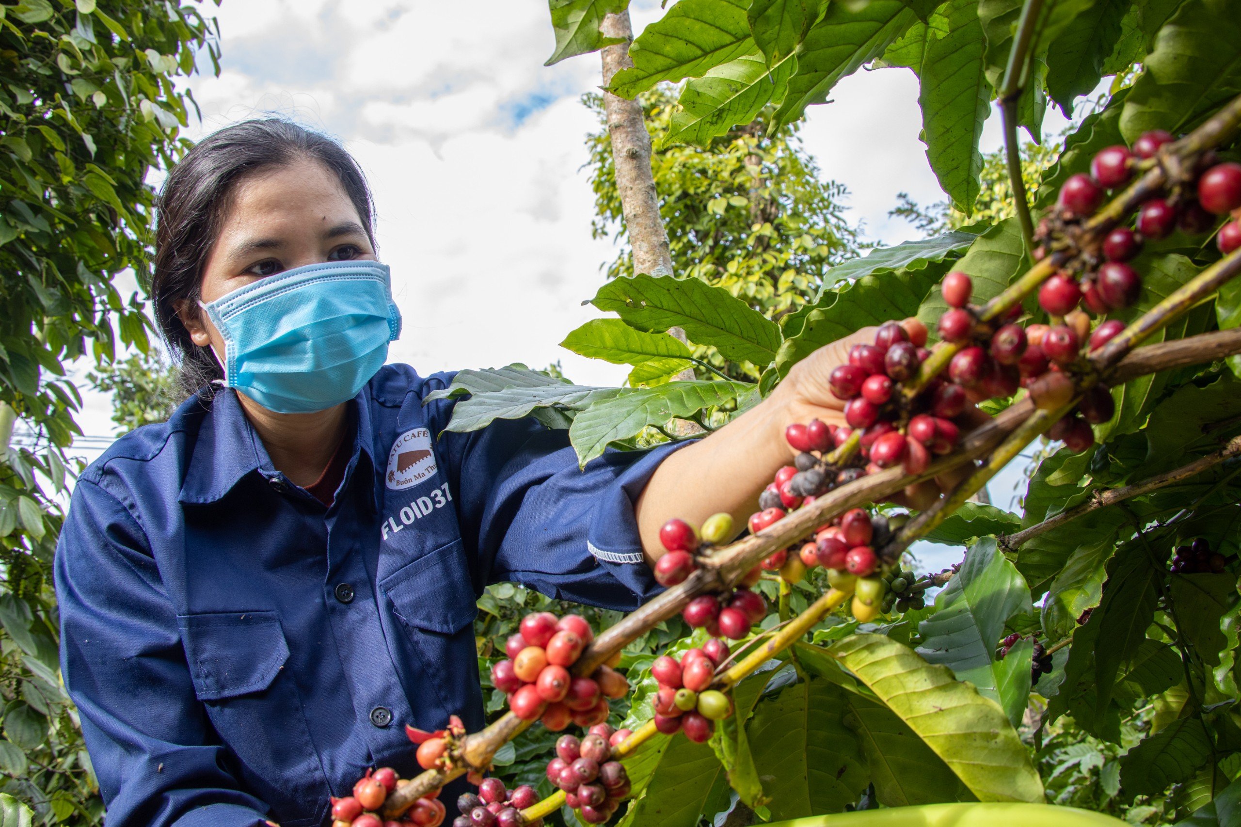 Giá cà phê biến động: Không ngoài dự báo- Ảnh 2.