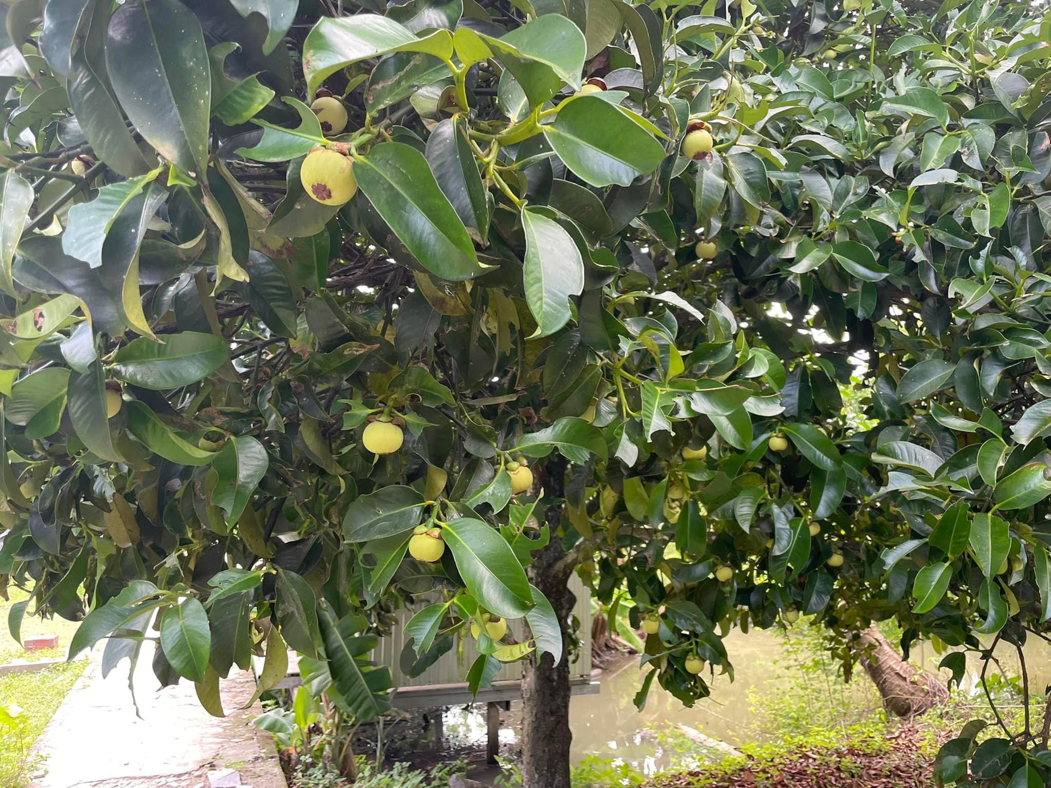 Măng cụt gọt sẵn vẫn đắt đỏ d&ugrave; m&oacute;n gỏi g&agrave; măng cụt hết 