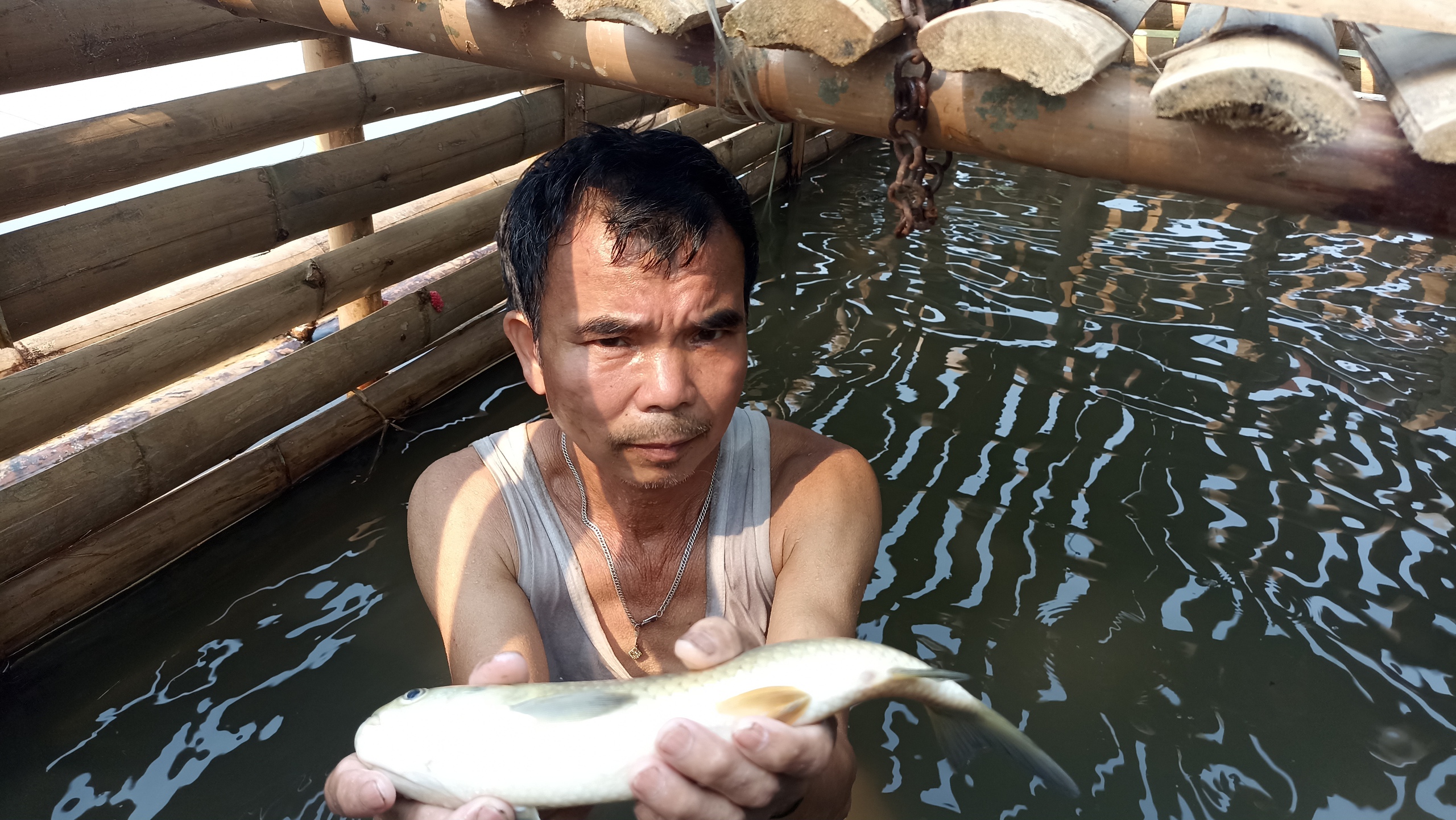 C&aacute; chết h&agrave;ng loạt tr&ecirc;n s&ocirc;ng M&atilde; kh&ocirc;ng phải do dịch bệnh- Ảnh 2.
