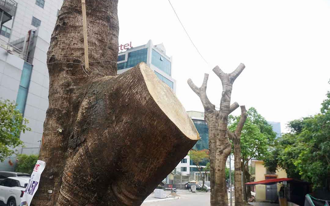 Cận cảnh hàng loạt cây xanh lâu năm bị cắt trụi cành, chặt rễ quanh gốc