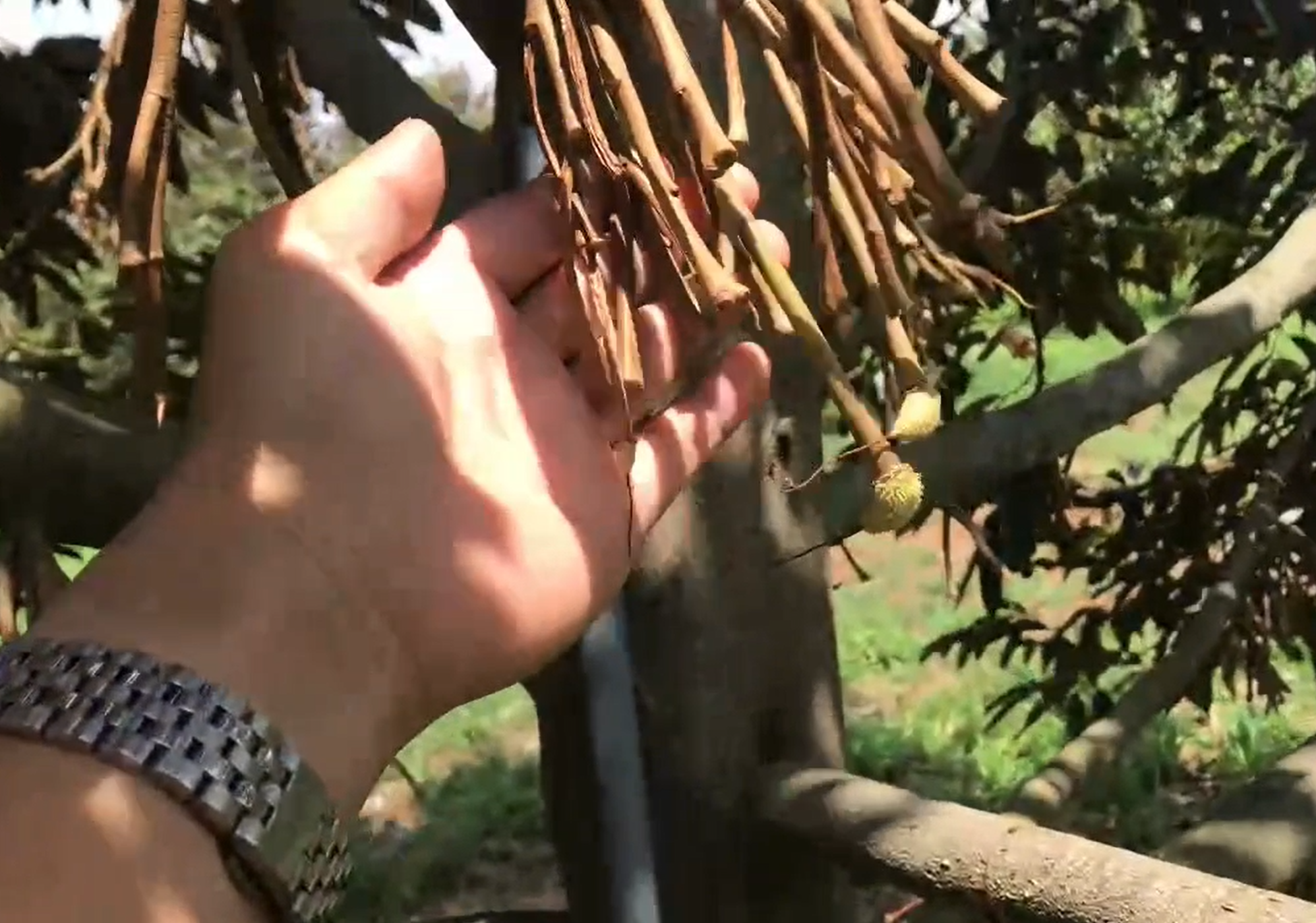 X&oacute;t xa nhiều vườn sầu ri&ecirc;ng tiền tỉ rụng sạch tr&aacute;i- Ảnh 1.