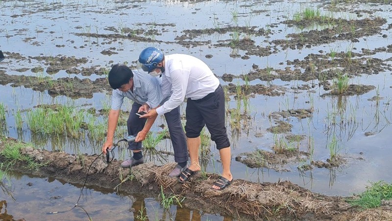 Thủ tướng giao 3 Bộ làm rõ nguyên nhân lúa chết do nhiễm mặn