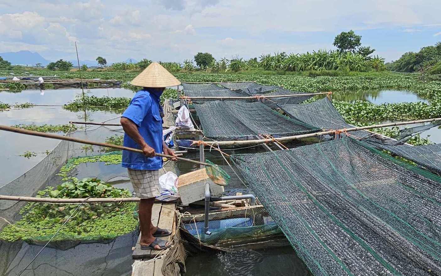 Tìm ra nguyên nhân 25 tấn cá lồng bè ở Quảng Nam chết bất thường