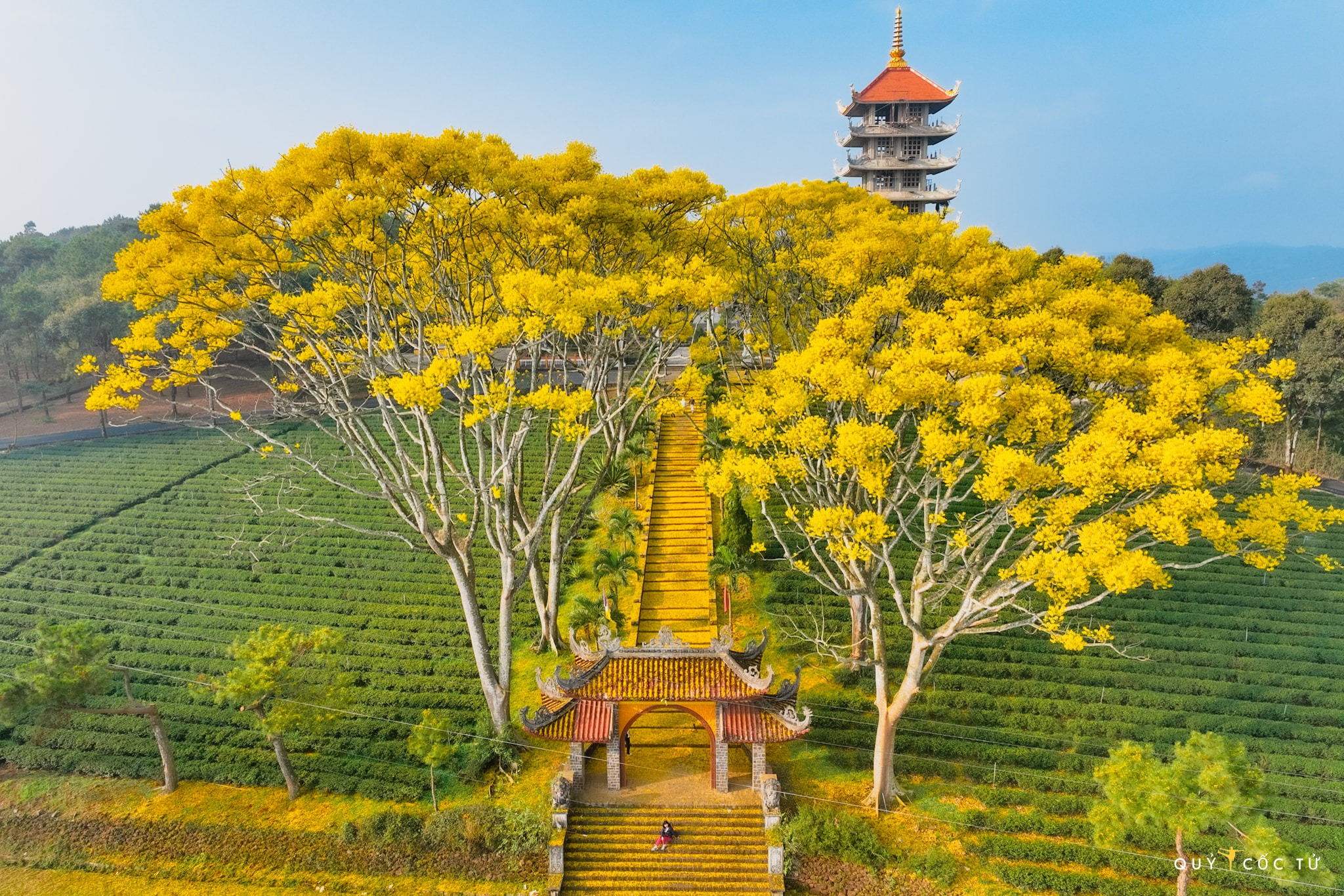 Xây dựng hình ảnh "thành phố hoa phượng vàng" cho Bảo Lộc- Ảnh 3.