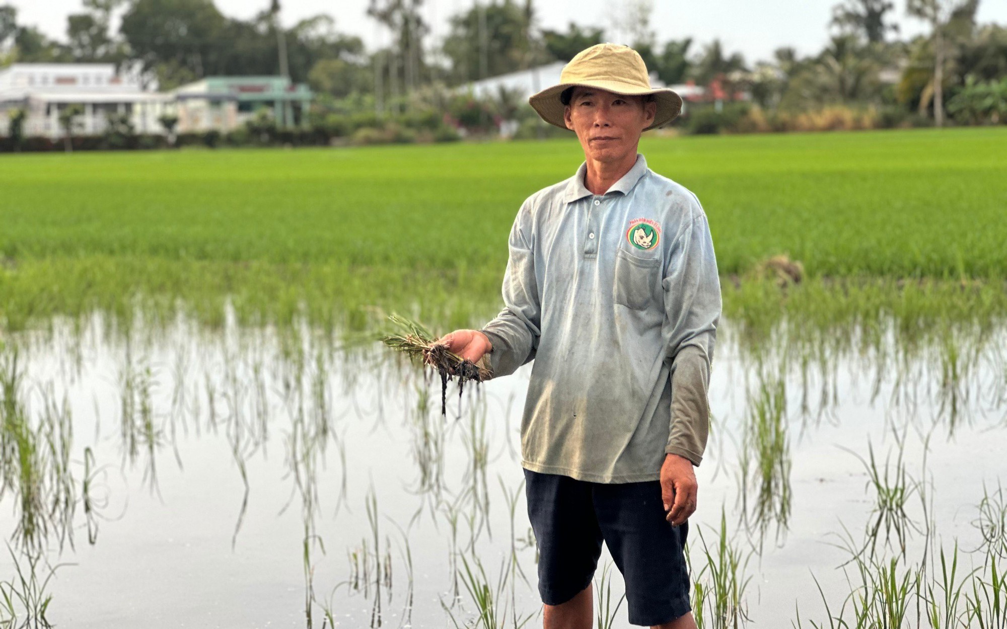 Nghi lúa chết do cát biển: Sớm làm rõ nguyên nhân