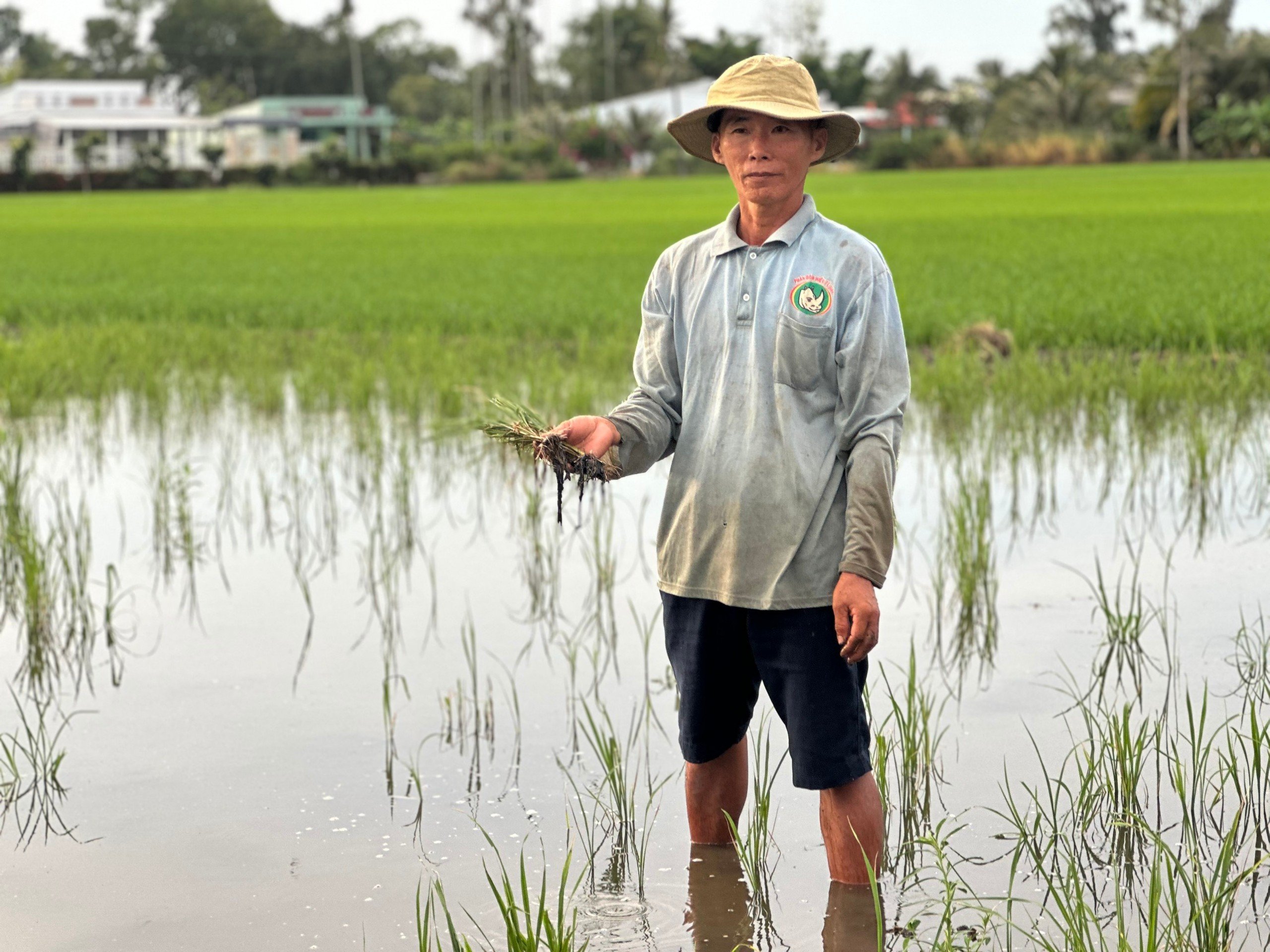 Nghi lúa chết do cát biển: Sớm làm rõ nguyên nhân- Ảnh 1.