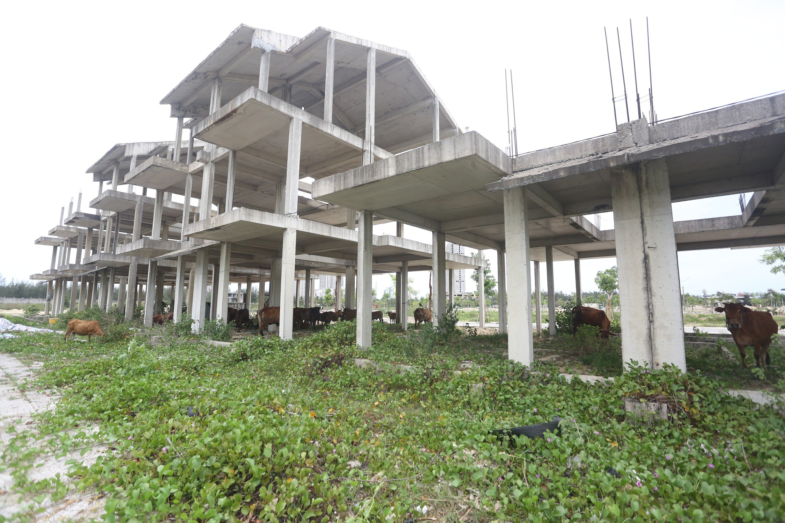 Quảng Nam b&aacute;o c&aacute;o về 