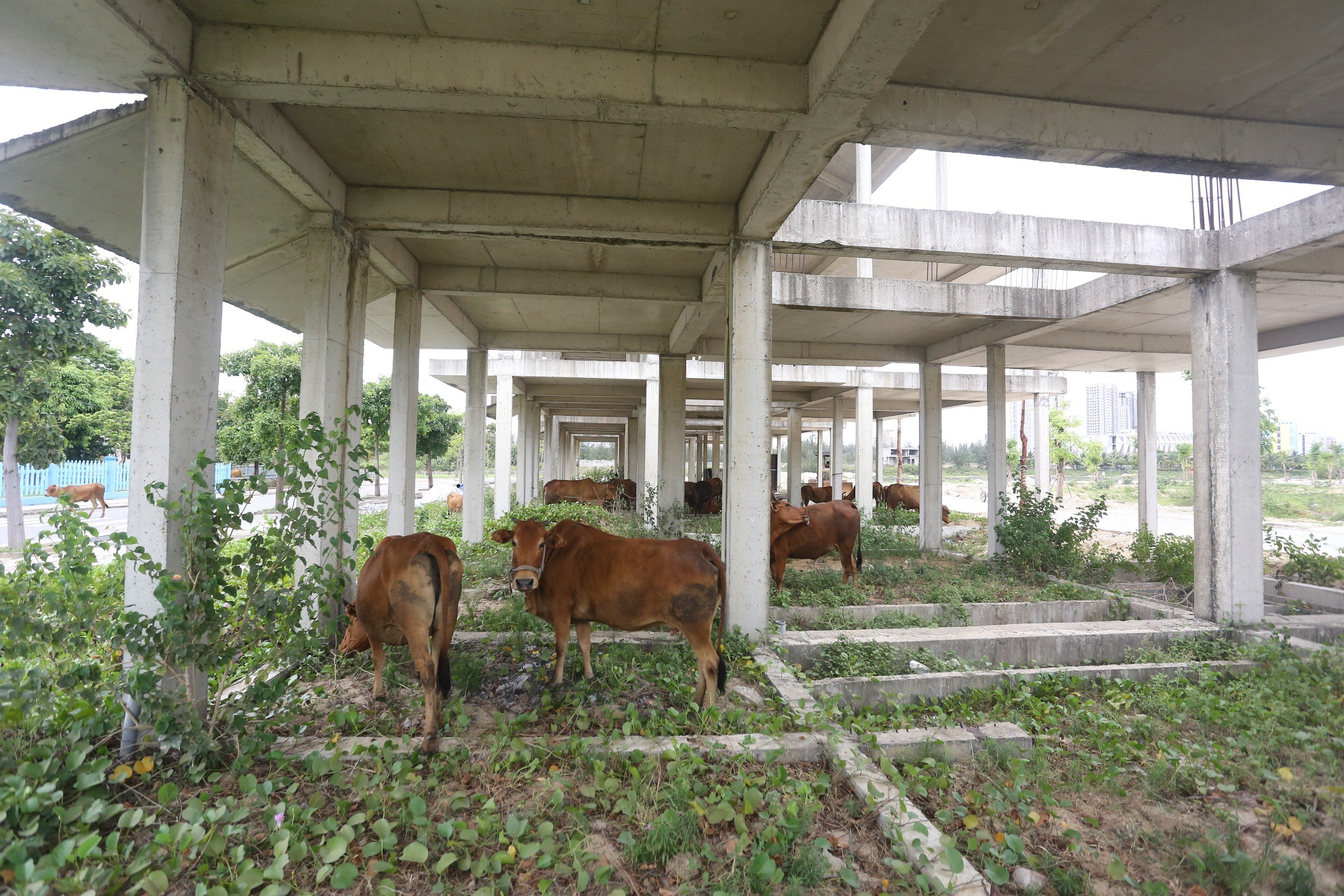 Quảng Nam b&aacute;o c&aacute;o về 