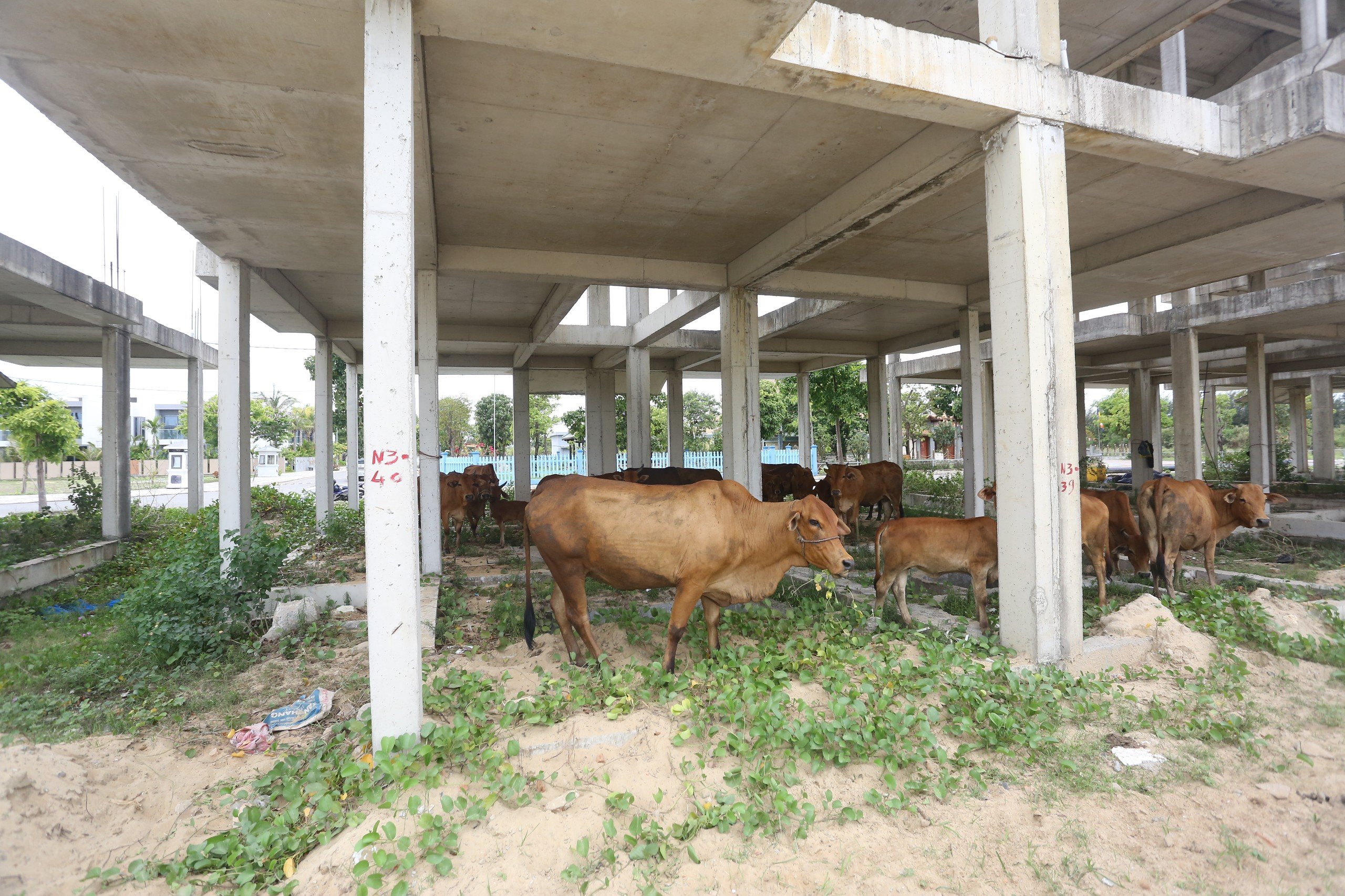 Quảng Nam b&aacute;o c&aacute;o về 