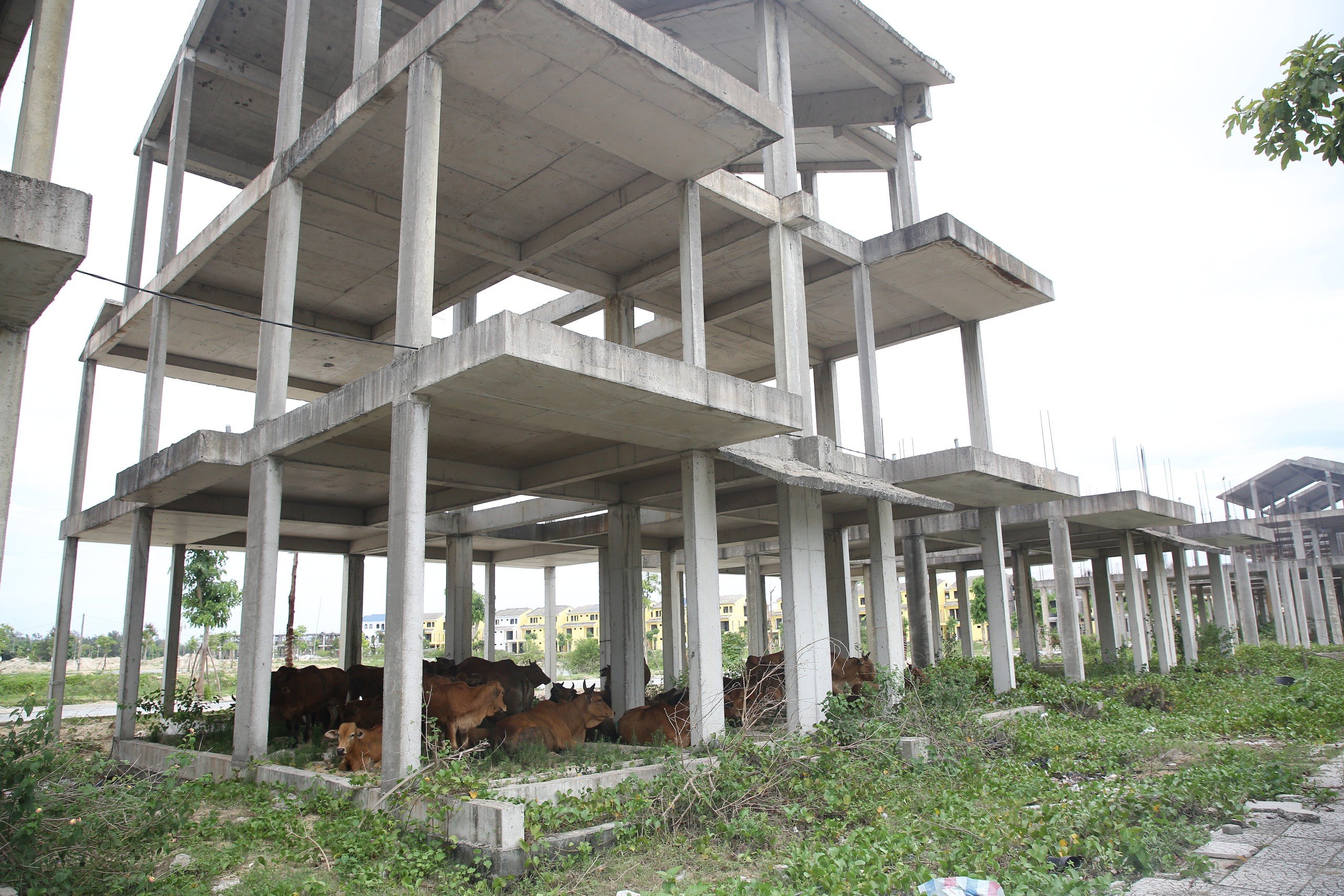 Quảng Nam b&aacute;o c&aacute;o về 