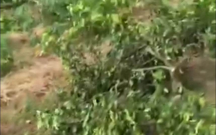 VIDEO: Hơn 150 gốc chanh của một nông dân nghèo bị kẻ xấu chặt phá