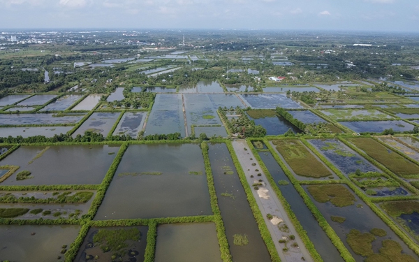 Nâng tầm giá trị ngành tôm Cà Mau