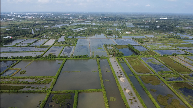 Cà Mau có diện tích nuôi tôm nước lợ hơn 280.000 ha
