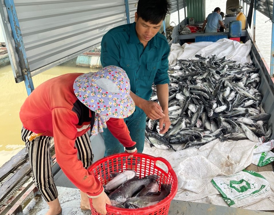 C&aacute; lăng chết trắng tr&ecirc;n hồ thủy điện Yaly- Ảnh 4.
