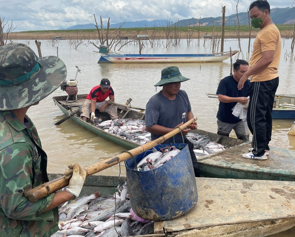 C&aacute; lăng chết trắng tr&ecirc;n hồ thủy điện Yaly- Ảnh 6.