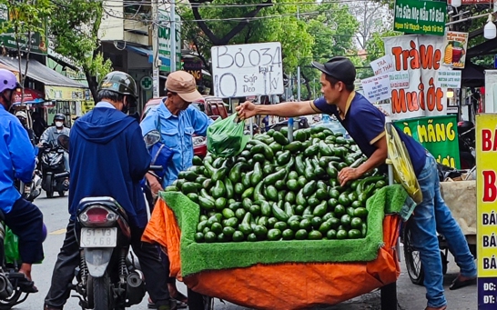 Quả bơ chờ thị trường xuất khẩu