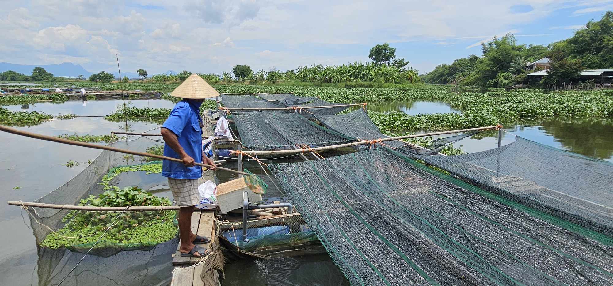 Cá chết bất thường trên sông ở Quảng Nam- Ảnh 1.