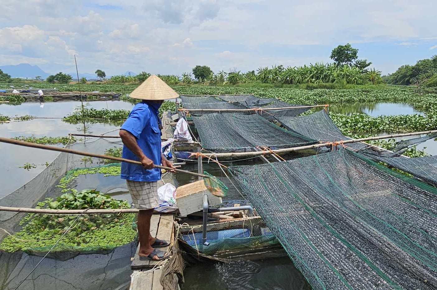 Tìm ra nguyên nhân 25 tấn cá lồng bè ở Quảng Nam chết bất thường- Ảnh 2.