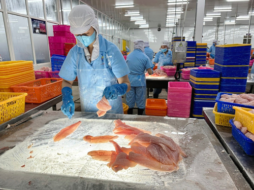 Chế biến c&aacute; tra xuất khẩu tại ĐBSCL. Ảnh: AN NA