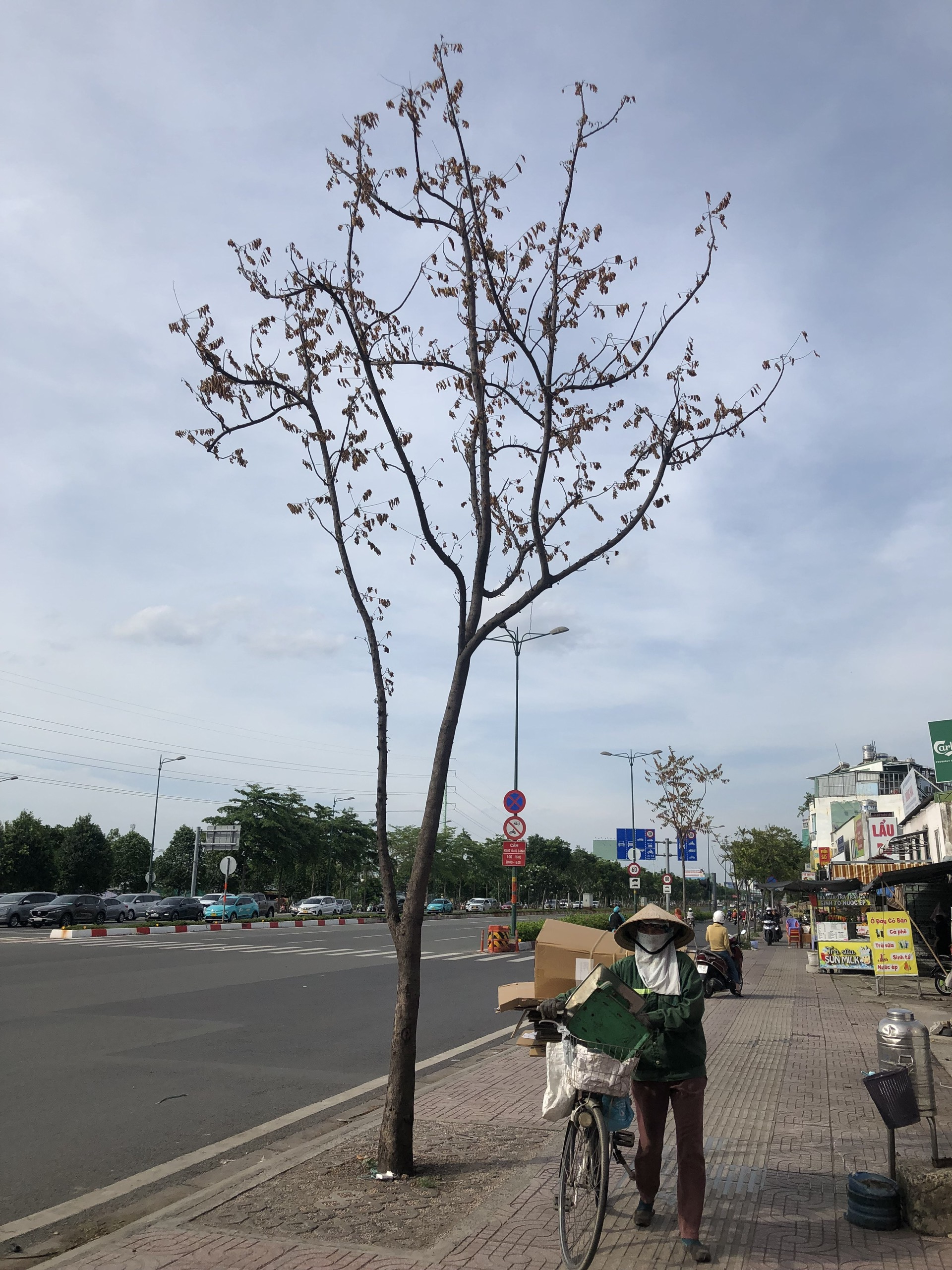 TP HCM: Hàng loạt cây xanh trên đường Phạm Văn Đồng chết khô do