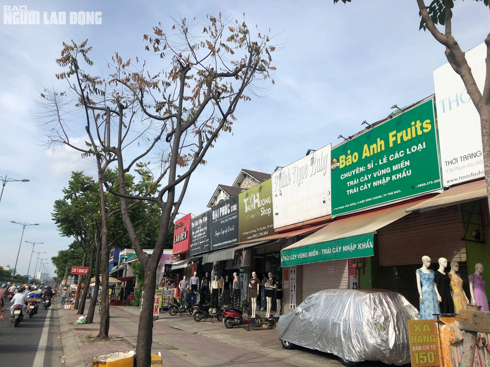 TP HCM: Hàng loạt cây xanh trên đường Phạm Văn Đồng chết khô do