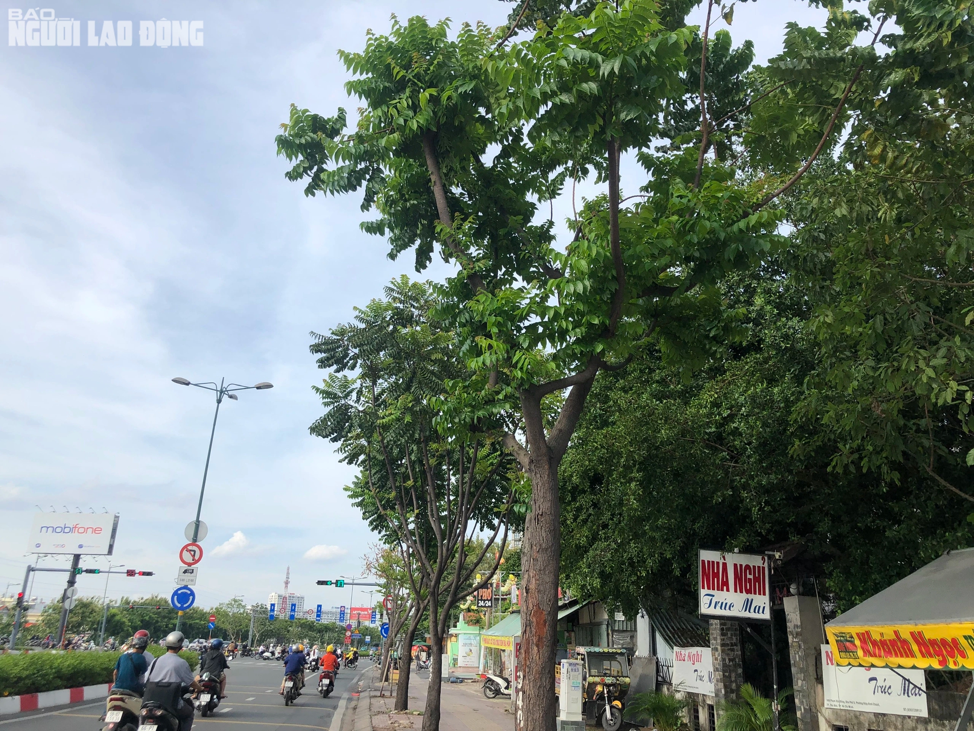 TP HCM: Hàng loạt cây xanh trên đường Phạm Văn Đồng chết khô do