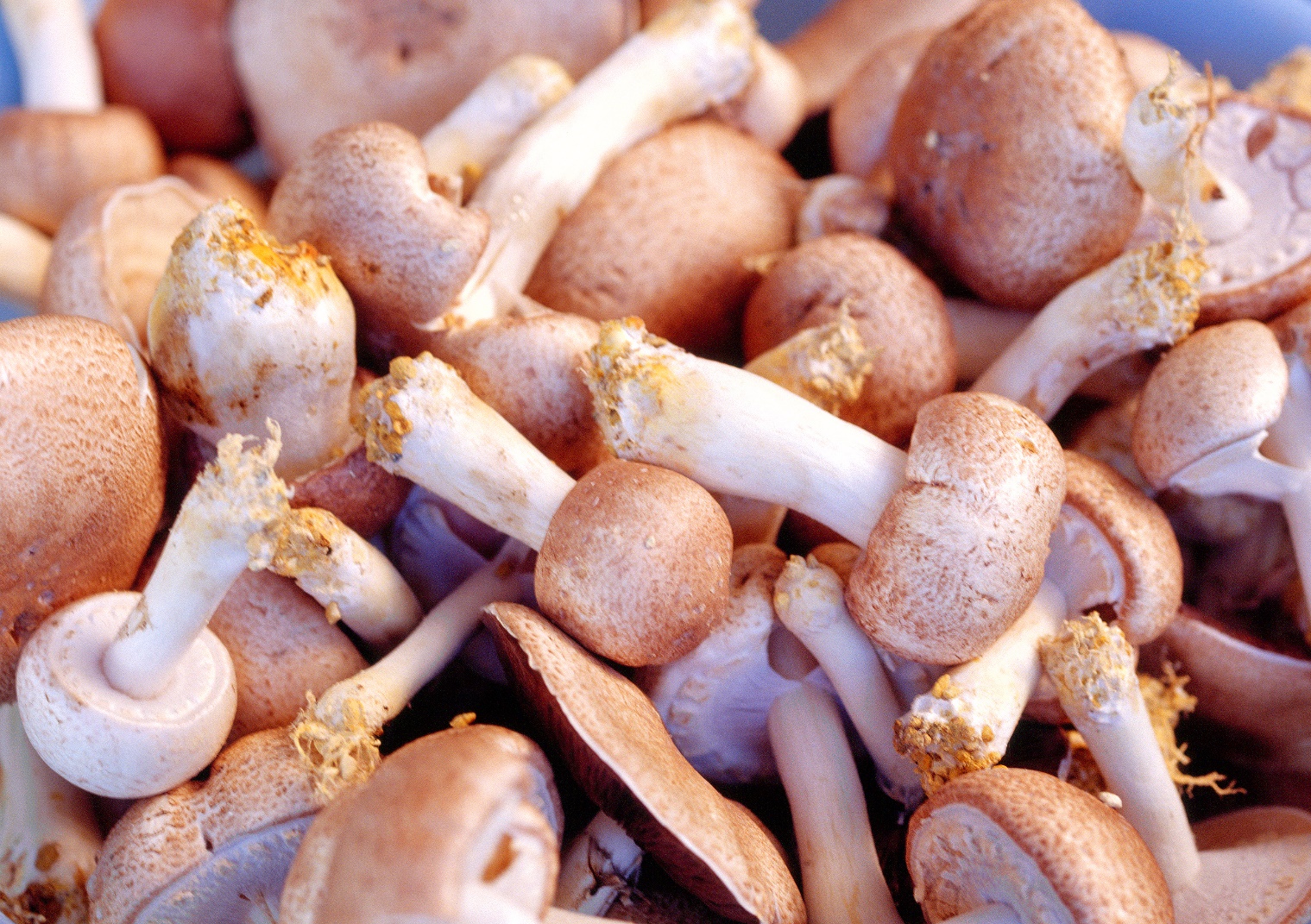 A close-up of mushrooms Description automatically generated
