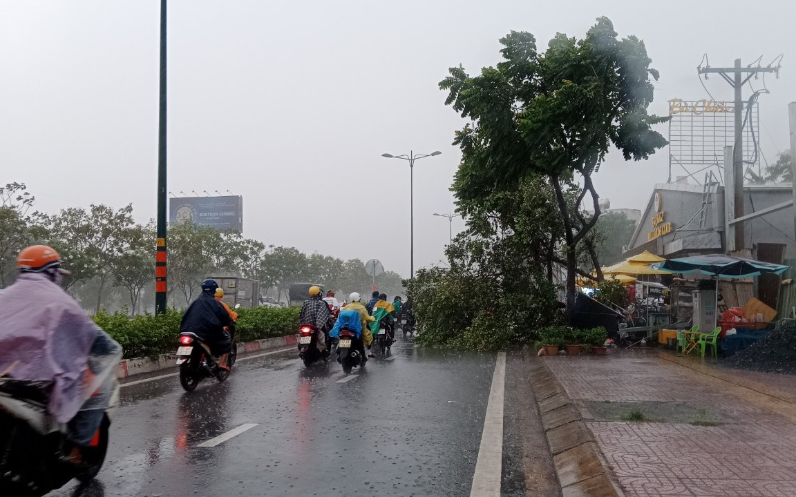 TP HCM hứng mưa to, đã có cây ngã và nhiều nơi ngập sâu