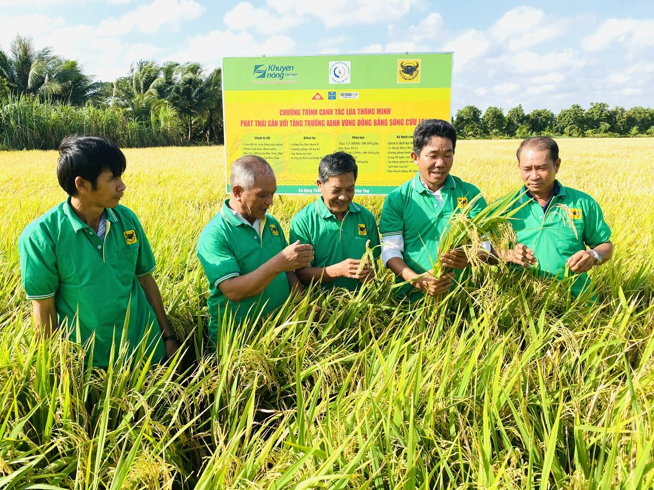 Trong tương lai, sản phẩm l&uacute;a gạo canh t&aacute;c giảm ph&aacute;t thải sẽ gi&uacute;p n&ocirc;ng d&acirc;n ĐBSCL tăng thu nhậpẢnh: Ngọc Trinh